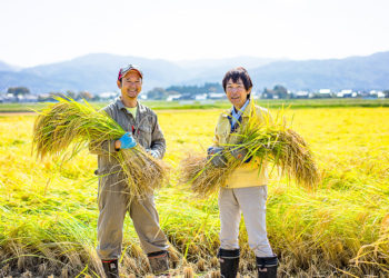 Nông dân Nhật Bản đang thu hoạch lúa trên cánh đồng ở Niigata trong khung cảnh mùa thu rực rỡ