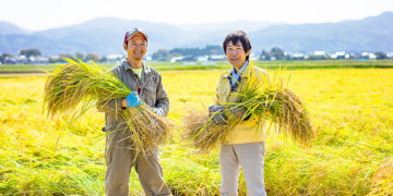Nông dân Nhật Bản đang thu hoạch lúa trên cánh đồng ở Niigata trong khung cảnh mùa thu rực rỡ