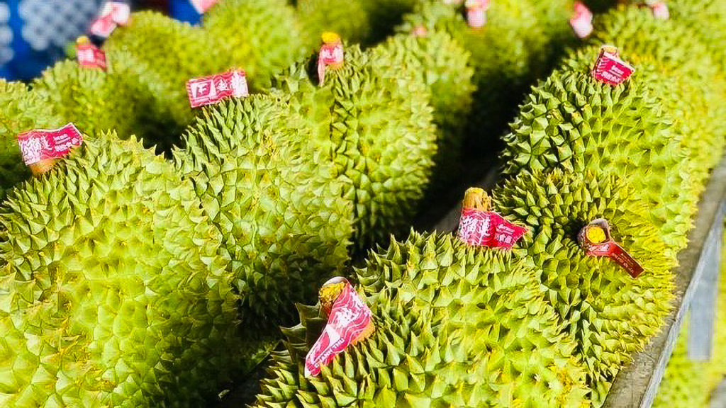 Xuất khẩu sầu riêng tăng mạnh khiến giá mặt hàng này lên mức cao kỷ lục. (Ảnh: Chí Nhân)