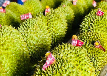 Xuất khẩu sầu riêng tăng mạnh khiến giá mặt hàng này lên mức cao kỷ lục. (Ảnh: Chí Nhân)