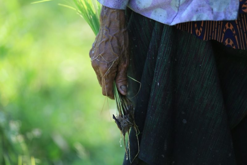 Nét đẹp mùa gieo mạ chùa Rô