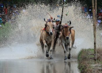 Đua bò chùa Rô giữa mùa gieo mạ