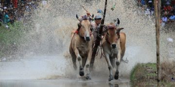 Đua bò chùa Rô giữa mùa gieo mạ