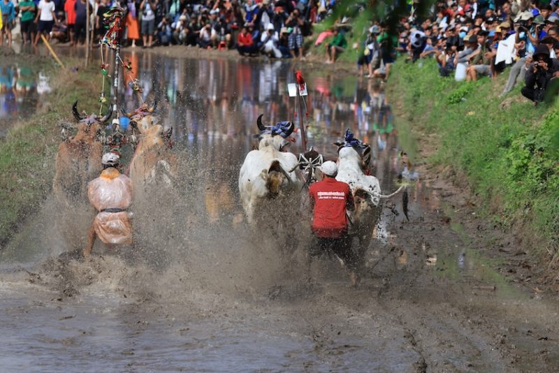 Đua bò Bảy Núi An Giang