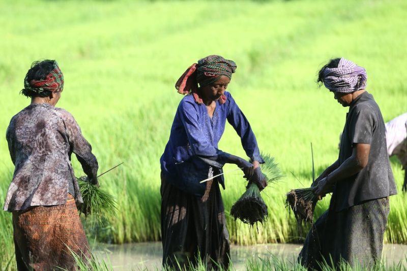 Mùa gieo mạ An Giang