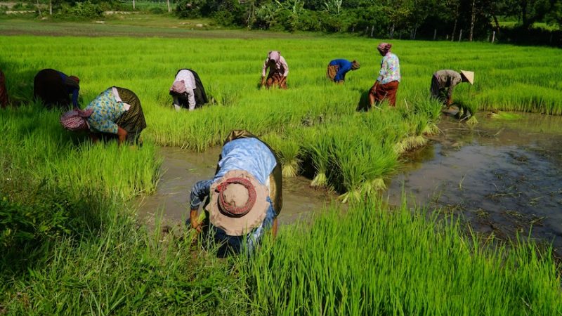 Mùa gieo mạ gần chùa Rô - An Giang