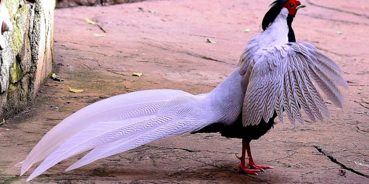 Gà lôi trắng – Khi một cánh chim đẹp vẫn là “nguy cấp” dù đã sinh sản trong lồng nuôi