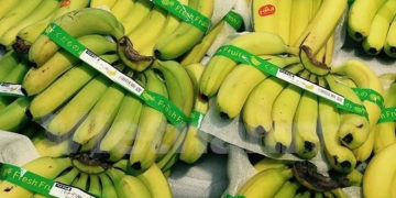 “Cuộc lật đổ” ngọt ngào của chuối Việt: Một câu chuyện kinh tế đáng để bàn!