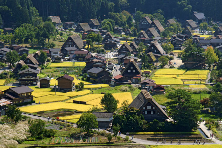 Làng cổ Shirakawa-go – Di sản Thế giới UNESCO, nổi bật với những mái nhà gassho-zukuri giữa cánh đồng vàng óng mùa lúa chín.”