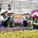 Khi hoa Việt vươn ra biển lớn