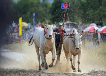 Không khí sôi động tại Lễ hội đua bò Bảy Núi 2025 - 11