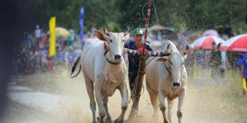 Không khí sôi động tại Lễ hội đua bò Bảy Núi 2025 - 11