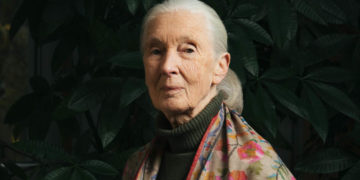 Một đời Jane Goodall: Từ giấc mơ tuổi thơ đến di sản bất tử của thiên nhiên