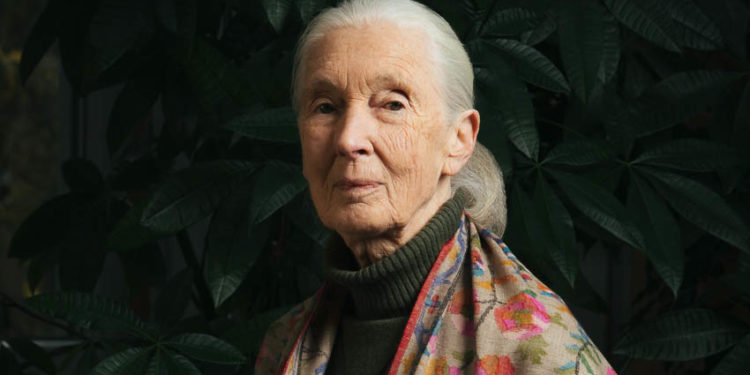 Một đời Jane Goodall: Từ giấc mơ tuổi thơ đến di sản bất tử của thiên nhiên