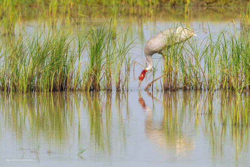 Sếu đầu đỏ Ấn Độ kiếm ăn trong ao nhỏ ở Dhanauri Wetlands, Uttar Pradesh, Ấn Độ. Ảnh: Nguyễn Trường Sinh