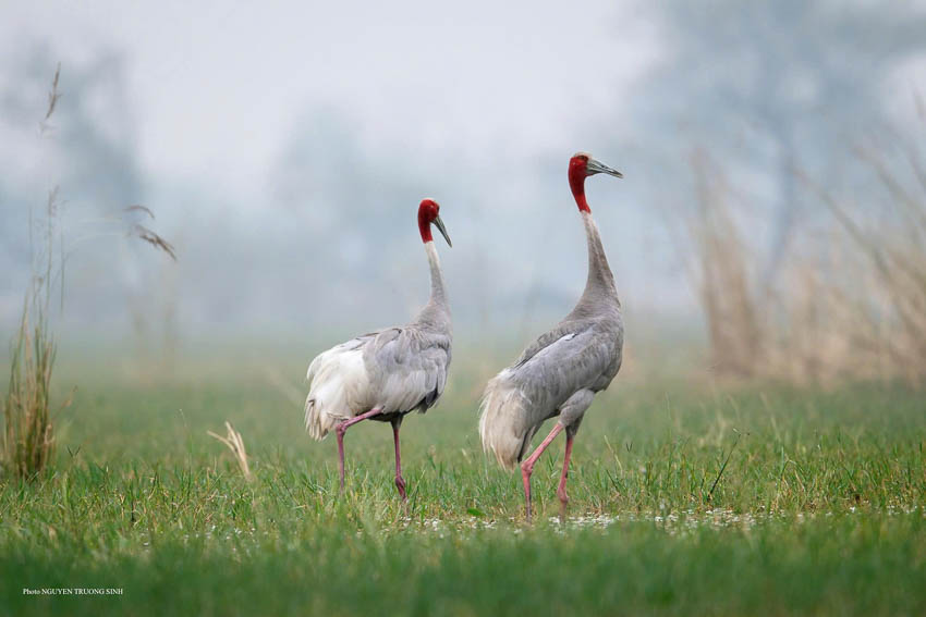 Cặp sếu đầu đỏ Ấn Độ giữa mùa sinh sản ở Keoladeo National Park, Bharatpur, Ấn Độ. Ảnh: Nguyễn Trường Sinh