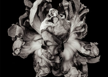 Có những bông hoa chỉ nở khi lòng người đã đủ lặng – Blooming tại Noirfoto Gallery