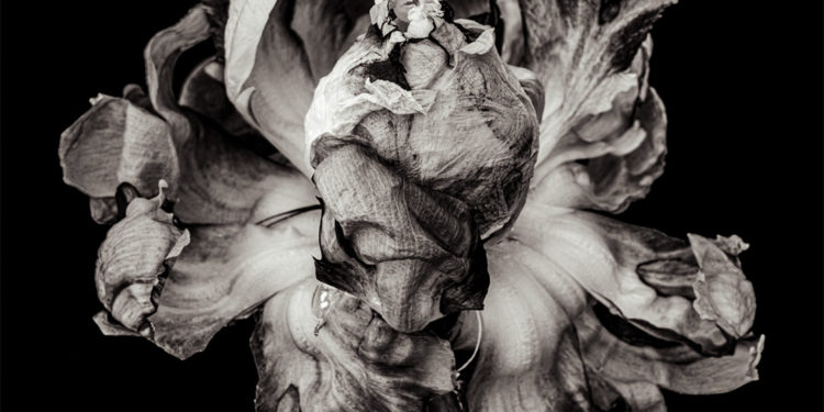 Có những bông hoa chỉ nở khi lòng người đã đủ lặng – Blooming tại Noirfoto Gallery