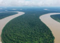 Khi rừng biết sinh lời: Bài học kinh tế từ Brazil và lời hứa xanh cho hành tinh