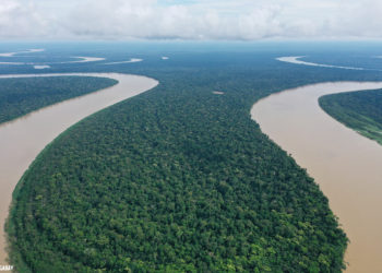 Khi rừng biết sinh lời: Bài học kinh tế từ Brazil và lời hứa xanh cho hành tinh