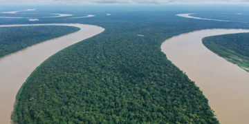 Khi rừng biết sinh lời: Bài học kinh tế từ Brazil và lời hứa xanh cho hành tinh