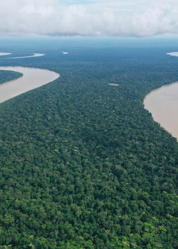 Khi rừng biết sinh lời: Bài học kinh tế từ Brazil và lời hứa xanh cho hành tinh