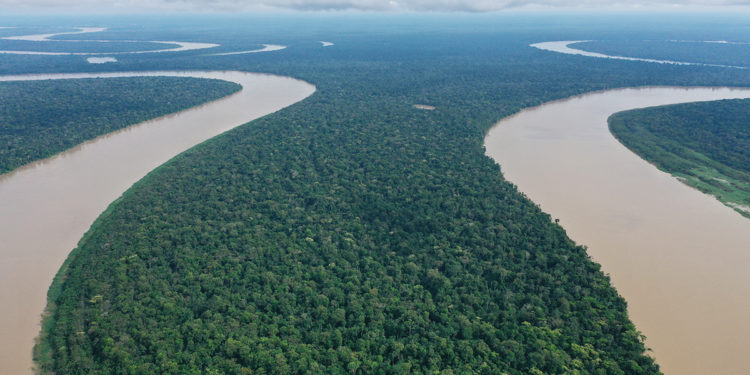 Khi rừng biết sinh lời: Bài học kinh tế từ Brazil và lời hứa xanh cho hành tinh