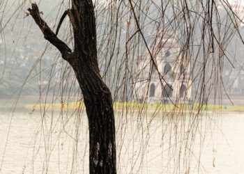 Thướt tha bên hồ liễu thưa