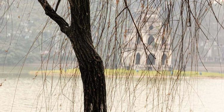 Thướt tha bên hồ liễu thưa