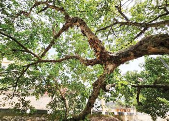 Hương vị cuộc sống: Dòng sắc hương sâu kín - 2