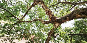 Hương vị cuộc sống: Dòng sắc hương sâu kín - 2