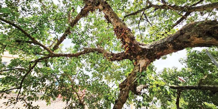 Hương vị cuộc sống: Dòng sắc hương sâu kín - 2