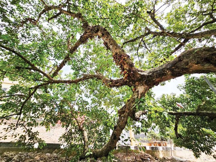 Hương vị cuộc sống: Dòng sắc hương sâu kín - 2