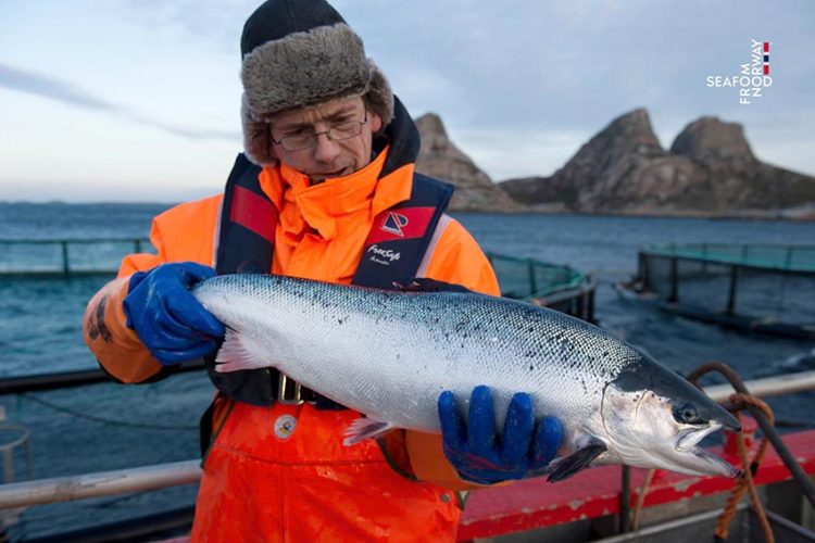 Thị trường Việt Nam dẫn dắt tăng trưởng cá hồi Na Uy trong khu vực - 2